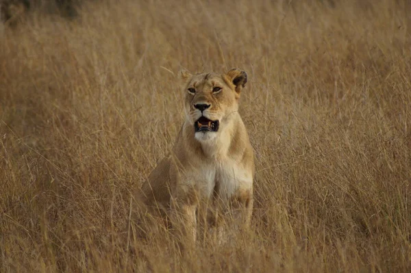 Löwin Der Masai Mara — Stockfoto