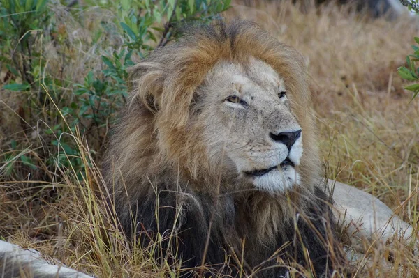 Nuestro Safari Través Masai Mara Kenia Hicimos Esta Toma Hermoso — Foto de Stock