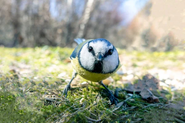 Teta Azul Eurasiática Pájaro Colorido Curioso —  Fotos de Stock