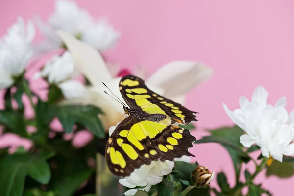 Colorful Yellow Butterfly Sitting White Flower — Stock Photo, Image