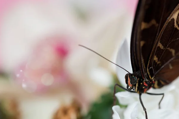 Morpho Motyl Siedzi Białym Kwiecie Różowym Tle Strzał Bliska — Zdjęcie stockowe