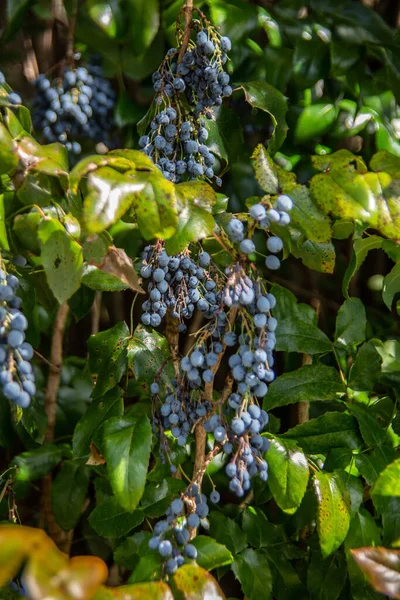 Thorny Leaved Mahonie Blue Berries — ストック写真