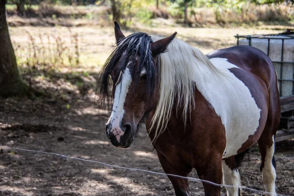 馬の茶色や馬の毛 — ストック写真
