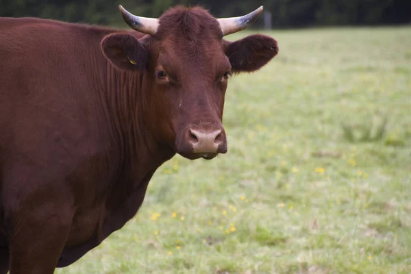 Scenic View Agriculture Selective Focus — Stock Photo, Image