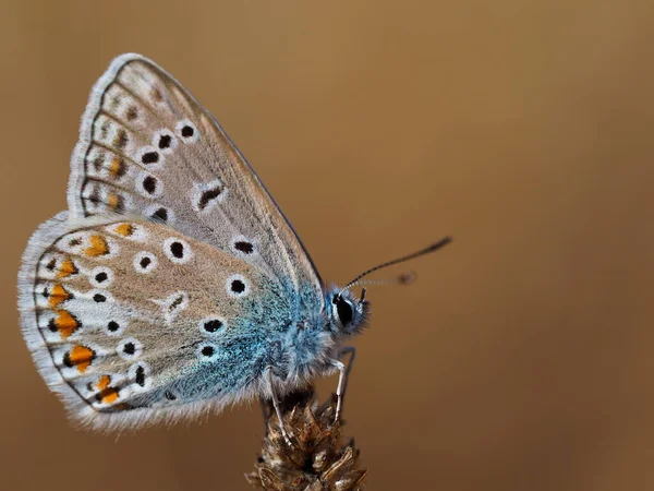 Vahşi Doğada Böceğe Yakın Çekim — Stok fotoğraf