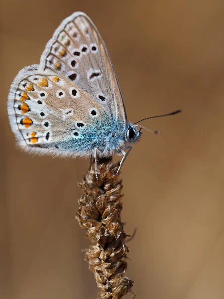 Bitkinin Üzerinde Oturan Kelebeğin Yakın Çekimi — Stok fotoğraf