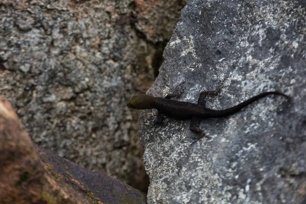 Lagarto Pequeno Com Cabeça Amarela — Fotografia de Stock