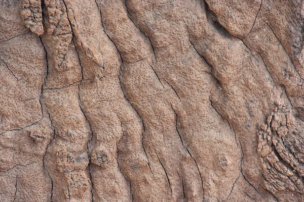 Textura Pele Madeira Natureza — Fotografia de Stock