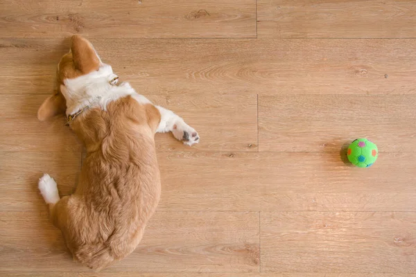 Corgi Pies Spać Obok Zielonej Piłki Zabawki — Zdjęcie stockowe