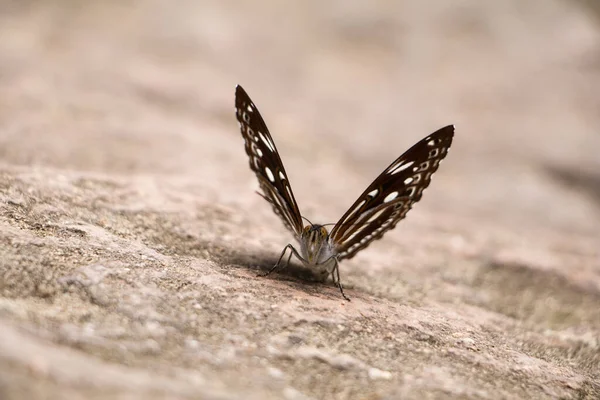 Schmetterling Aus Nächster Nähe Auf Dem Felsen — Stockfoto