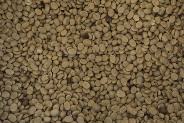 Chicchi Caffè Tostati Tailandesi Possono Essere Utilizzati Come Texture Sfondo — Foto Stock