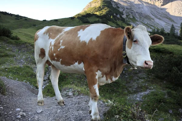 Młoda Krowa Mleczna Stoi Polu Górskim — Zdjęcie stockowe
