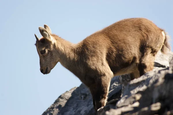 Giovane Simpatico Capricorno Una Roccia Montagna — Foto Stock