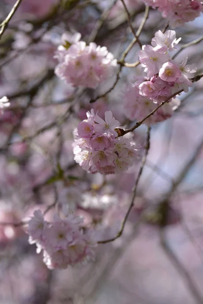 Spring Blossom Flowers Tree — 스톡 사진