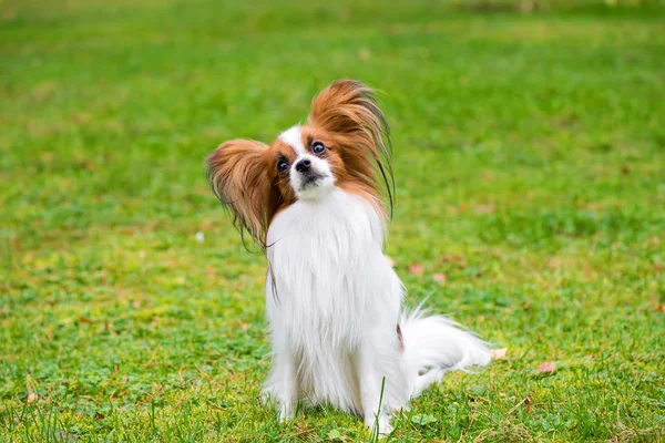 Retrato Cão Papillon Puro Sentado Grama — Fotografia de Stock