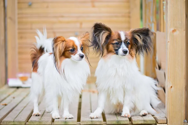 Plenerowej Brodawka Psy Purebreed — Zdjęcie stockowe