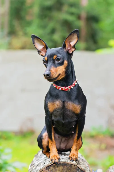 Outdoor Portrait Miniature Pinscher Dog — Stock Photo, Image