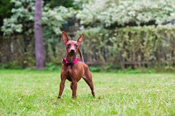 Outdoor Portret Van Een Rode Dwergpinscher Hond — Stockfoto