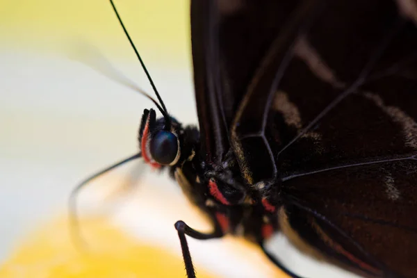 Macro Tiro Morpho Borboleta Sentado Laranja Comer — Fotografia de Stock