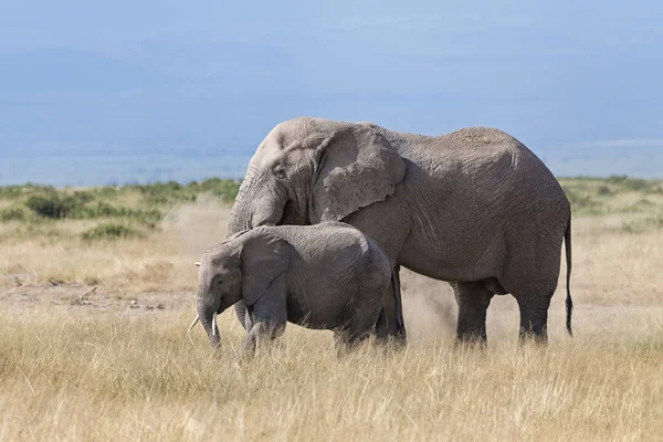 Afrikaanse Olifanten Loxodonta Africana Big Amboseli National Park Kenia — Stockfoto