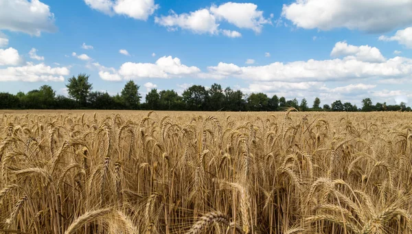 Field Golden Wheat Ripe Ears Wheat — Stock Photo, Image