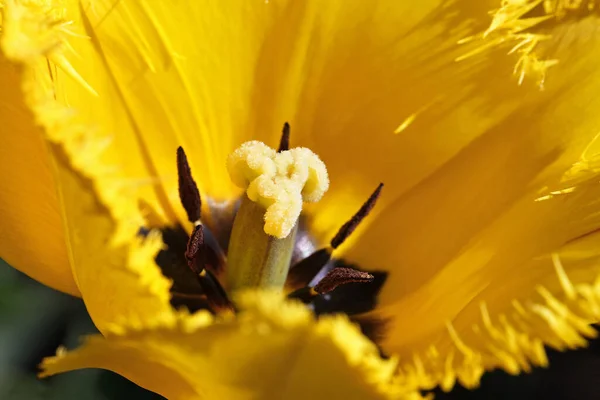 Flores Flor Tulipán Pétalos Flora Primavera —  Fotos de Stock