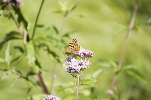 Papillon Exotique Aux Ailes Insecte — Photo