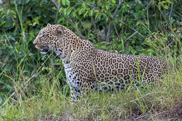 Leopar Panthera Pardus Masai Mara Kenya — Stok fotoğraf