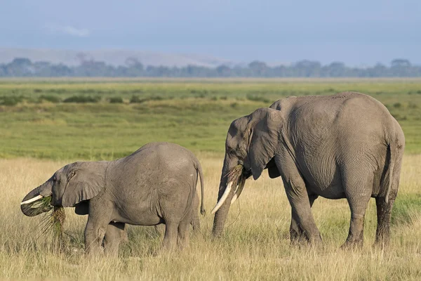 Afrikanische Elefanten Loxodonta Africana Frühstücksbuffet Big Amboseli Nationalpark Kenia — Stockfoto