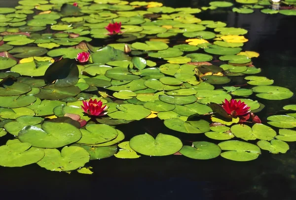 Jardim Com Água Lily Lagoa — Fotografia de Stock