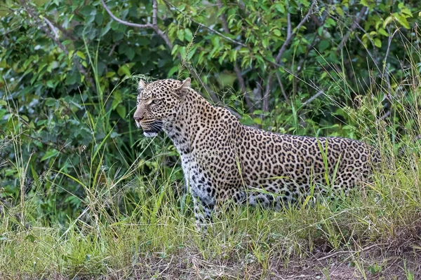 Leopar Panthera Pardus Masai Mara Kenya — Stok fotoğraf
