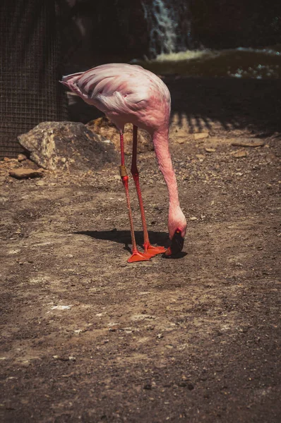 Comida Flamencos Rosados Tiro Aire Libre Medidas Drásticas — Foto de Stock