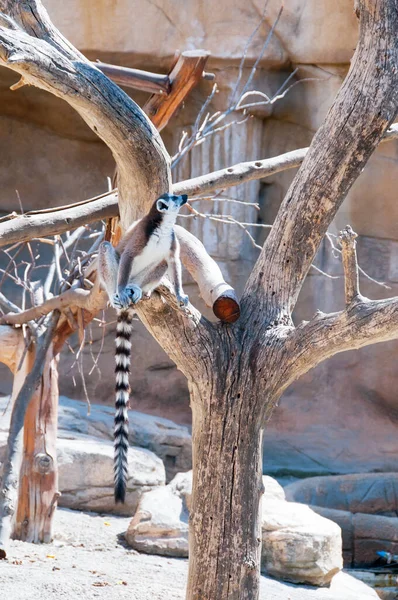 Ringsvans Lemur Sitter Ett Träd — Stockfoto