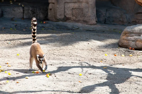 Anillo Lemur Cola Comiendo Frutas Película Aire Libre — Foto de Stock