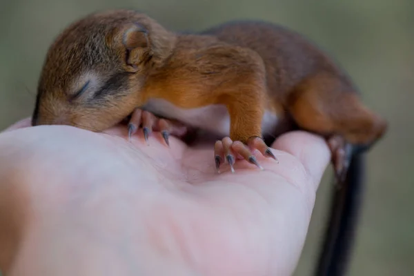 Pequeña Ardilla Sentada Sobre Mano Humana — Foto de Stock