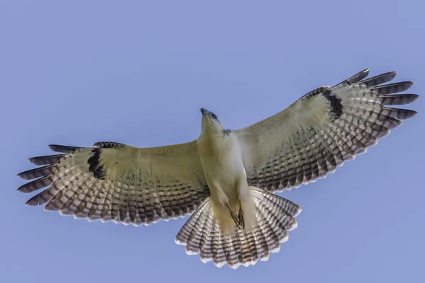 Common Buzzard Flight Homburg Saarland — Stock Photo, Image