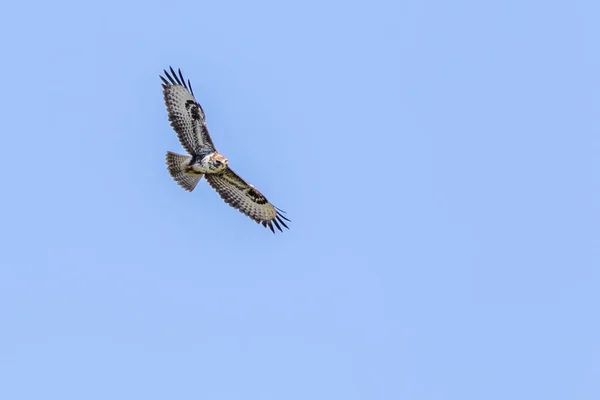 Buzzard Comum Vôo Sobre Homburg Saarland — Fotografia de Stock