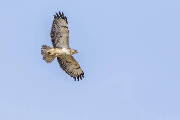 Een Gewone Buizerd Vlucht Homburg Saarland — Stockfoto