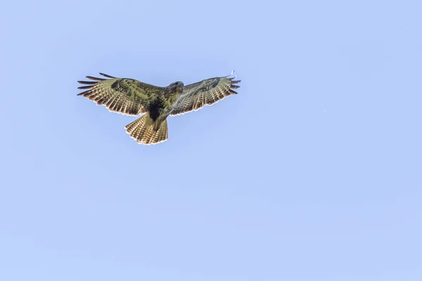 Common Buzzard Flight Homburg Saarland — Stock Photo, Image