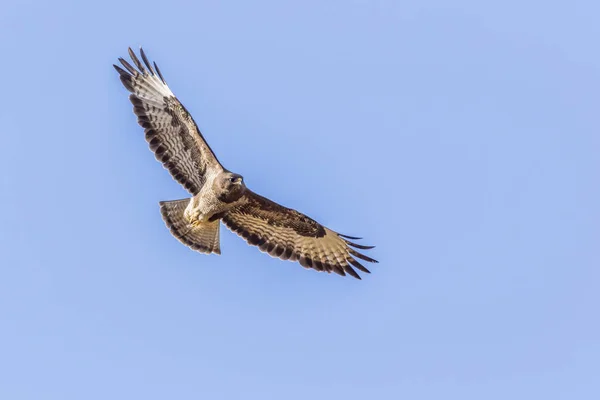 Buzzard Comum Vôo Sobre Homburg Saarland — Fotografia de Stock