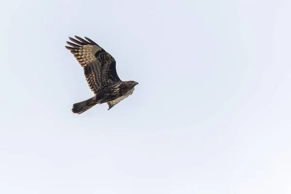 Buzzard Comum Vôo Sobre Homburg Saarland — Fotografia de Stock