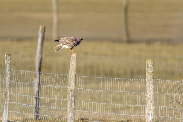 Bird Theme Picturesque Shot — Stock Photo, Image