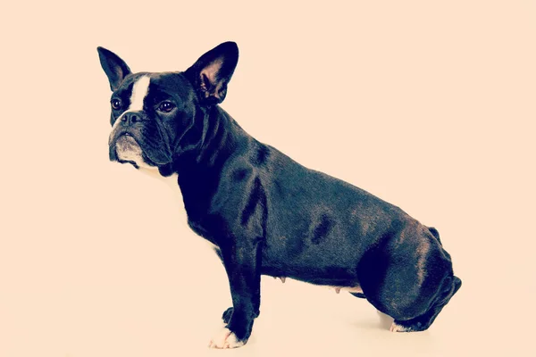 Svart Och Vit Fransk Bulldog Framför Ljus Bakgrund — Stockfoto