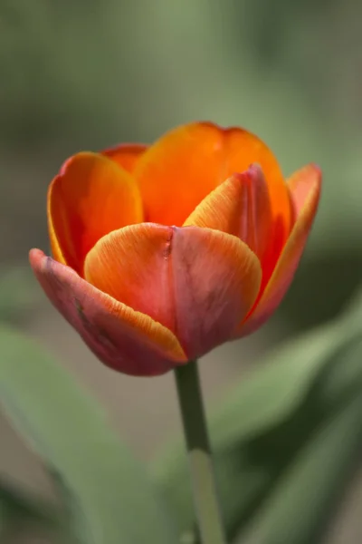 Champ Tulipes Printemps — Photo