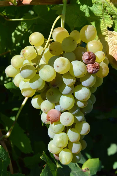 Close Bunch White Grapes Sicily Italy Nature Macro — Stock Photo, Image