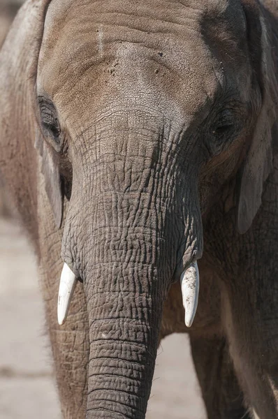 Pohled Mladého Sloního Býka Formátovém Provedení Lat Loxodonta Africana Malými — Stock fotografie