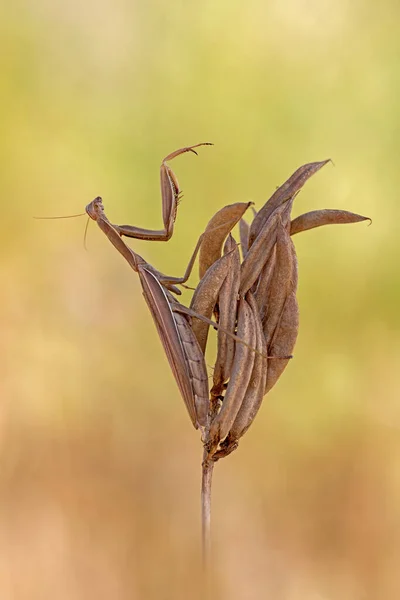 Mantis Insects Prey Bug — Stock Photo, Image