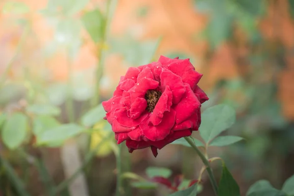 Roses Dans Jardin Les Roses Sont Belles Avec Une Belle — Photo