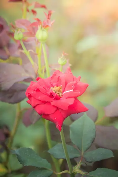 아름다운 아름다운 정원에 장미들 — 스톡 사진
