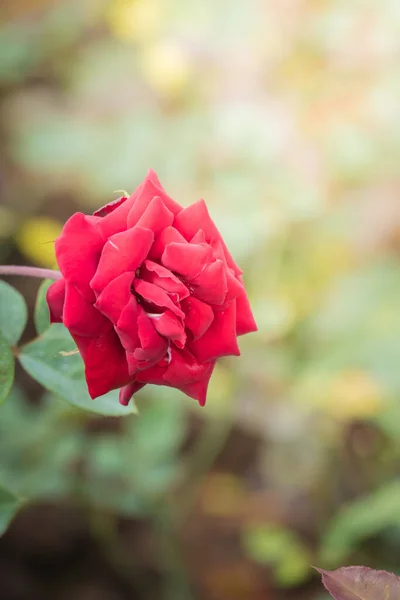 Roses Garden Roses Beautiful Beautiful Sunny Day — Stock Photo, Image